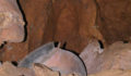 Actun-Tunichil-Muknal-Cave-01 (Photo 5 of 6 photo(s)).