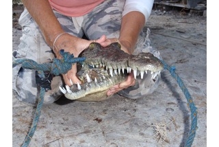 Crocodile Refuge Proposal on Ambergris Caye