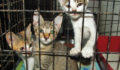 33 SAGA Homeless Kittens (Photo 2 of 5 photo(s)).