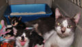 33 SAGA Mum & Kittens (Photo 1 of 5 photo(s)).