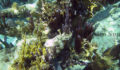 Belize Barrier Reef System World Heritage Site (2) (Photo 10 of 13 photo(s)).