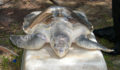 Olive-Ridley-Turtle-Tagged-in-Belize-03 (Photo 8 of 10 photo(s)).