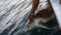 Olive-Ridley-Turtle-Tagged-in-Belize-11 (Photo 1 of 10 photo(s)).