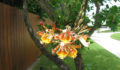 Orchid on the grounds at the Victoria House resort. (Photo 63 of 69 photo(s)).