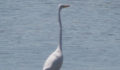 Great Egret (Photo 39 of 69 photo(s)).