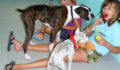 Pampered-Paws-Boarding (Photo 8 of 15 photo(s)).