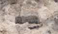 Human-Skeletal-Remains-07 (Photo 1 of 8 photo(s)).