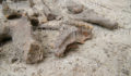 Human-Skeletal-Remains (Photo 8 of 8 photo(s)).