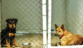 46 4 Saga Shelter Dogs waiting for the perfect forever home (Photo 1 of 4 photo(s)).