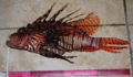 Largest Lionfish caught  (Photo 31 of 32 photo(s)).