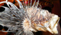 Lionfish tournament and cook off (7) (Photo 24 of 32 photo(s)).
