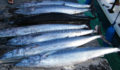 2012 Wahoo Challenge (2) (Photo 9 of 12 photo(s)).
