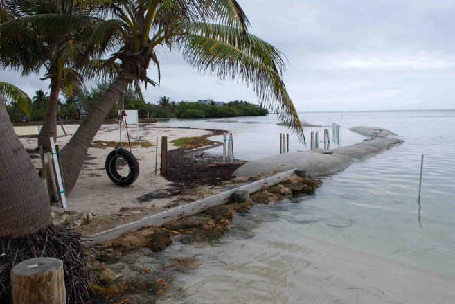 Mangrove Reforestation (19)