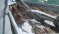 Illegal Slaughter of Protected Sports Fish (Photo 6 of 8 photo(s)).
