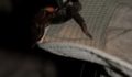 animal-planet-uk-aces-wasa-lagoon-27 (Photo 19 of 45 photo(s)).