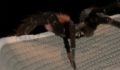 animal-planet-uk-aces-wasa-lagoon-29 (Photo 17 of 45 photo(s)).
