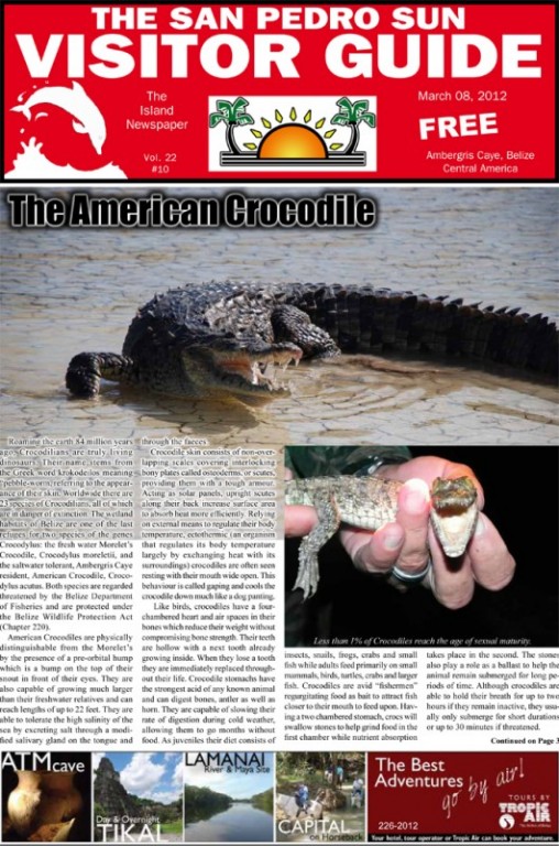 The American Crocodile
