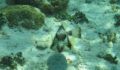 belize-snorkeling-9 (Photo 4 of 12 photo(s)).