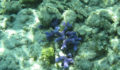 belize-snorkeling-10 (Photo 3 of 12 photo(s)).