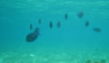 belize-snorkeling-2 (Photo 11 of 12 photo(s)).