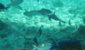 belize-snorkeling-4 (Photo 9 of 12 photo(s)).