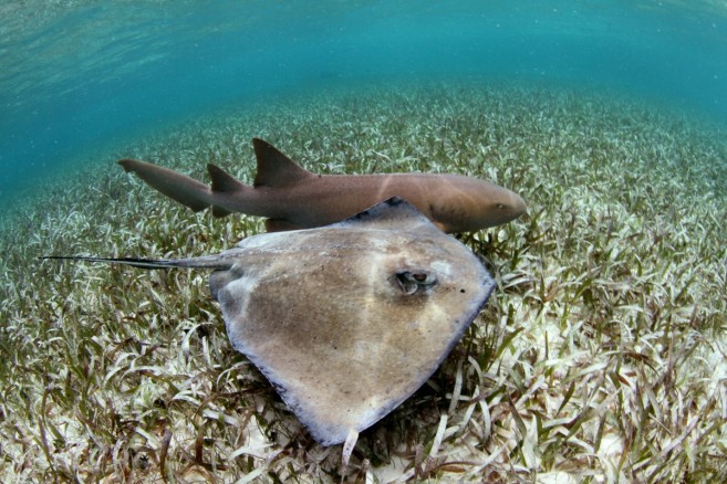 14 Stingray-Shark