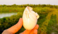 aces-crocodile-egg-rescue-12 (Photo 2 of 13 photo(s)).