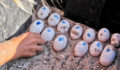 aces-crocodile-egg-rescue-4 (Photo 10 of 13 photo(s)).