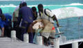 snorkelers-drown-at-hol-chan-21 (Photo 12 of 18 photo(s)).