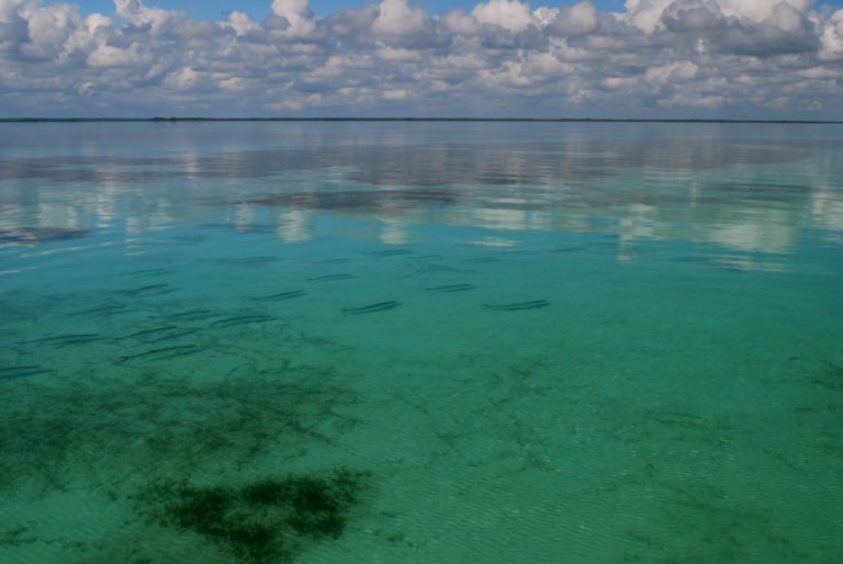 The Palometa Report: Tarpon fishing in Belize