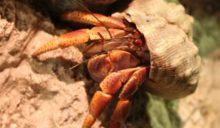 Hermit Crab
