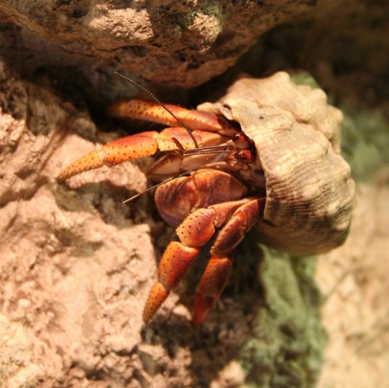 Hermit Crabs Form Sophisticated Social Networks - The San Pedro Sun