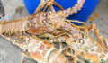 Lobster Season 2012 Opens 10 (Photo 10 of 17 photo(s)).