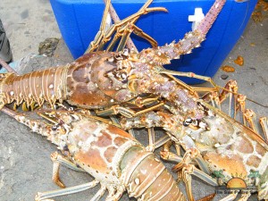 Lobster Season 2012 Opens 10