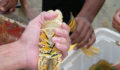 Lobster Season 2012 Opens 12 (Photo 12 of 17 photo(s)).