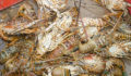 Lobster Season 2012 Opens 14 (Photo 14 of 17 photo(s)).