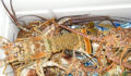 Lobster Season 2012 Opens 17 (Photo 17 of 17 photo(s)).