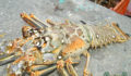 Lobster Season 2012 Opens 4 (Photo 4 of 17 photo(s)).