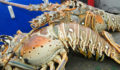 Lobster Season 2012 Opens 5 (Photo 5 of 17 photo(s)).