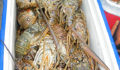 Lobster Season 2012 Opens 6 (Photo 6 of 17 photo(s)).
