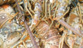 Lobster Season 2012 Opens 8 (Photo 8 of 17 photo(s)).