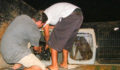 Saga and SPTC round up stray dogs in San Pedro 1 (Photo 6 of 6 photo(s)).