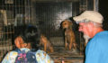 Saga and SPTC round up stray dogs in San Pedro 2 (Photo 5 of 6 photo(s)).