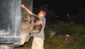 Saga and SPTC round up stray dogs in San Pedro 3 (Photo 4 of 6 photo(s)).