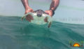 Sea Turtle Release (1) (Photo 7 of 9 photo(s)).