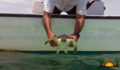 Sea Turtle Release (Photo 8 of 9 photo(s)).