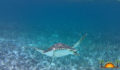 Sea Turtle Release (8) (Photo 9 of 9 photo(s)).