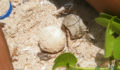 Turtle Nesting 11 (Photo 11 of 34 photo(s)).