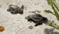 Turtle Nesting 22 (Photo 22 of 34 photo(s)).