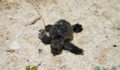 Turtle Nesting 23 (Photo 23 of 34 photo(s)).